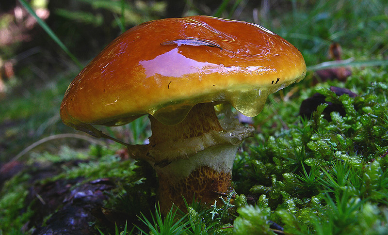 Funghi in primopiano...